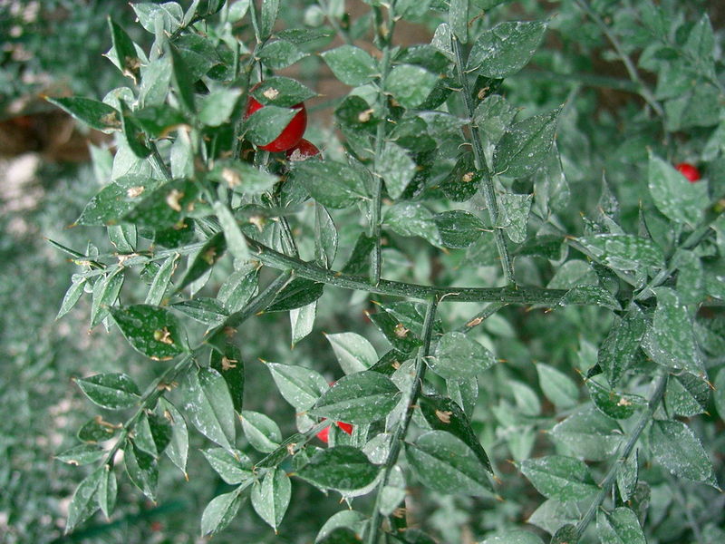 Arzneipflanze des Jahres 2002 Stechender Mäusedorn